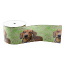 Search for dachshund ribbon Pet