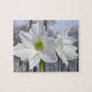 Recherche de amaryllis puzzles Blanc