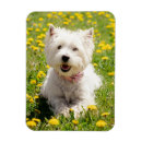 Recherche de de westie magnets Dog