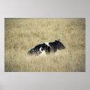 Recherche de vache posters Bétail