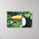 Search for beak canvas prints White