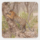 Search for bengal tiger stickers Wildlife