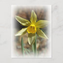 Search for yellow daffodil postcards Wild