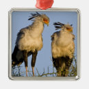 Recherche de bird ornaments Faune