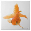 Recherche de rose de vent carreaux Vie marine