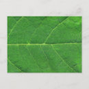 Search for leaf vein postcards Garden