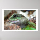 Search for water dragon art Reptile