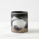 Search for panda cub mugs Animals in the wild