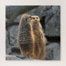 Search for meerkat puzzles Nature