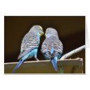 Search for budgies Parrots