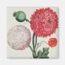 Search for papaver magnets Botanical