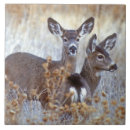 Search for mule tiles Wildlife