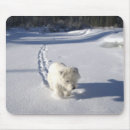 Search for front view electronics Domestic animals