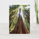 Recherche de arbre séquoia vœux cartes Bois