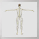 Recherche de nerf posters Nerfs ulnaires