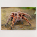 Recherche de spider puzzles Insect