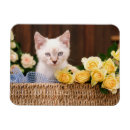 Recherche de aux yeux bleus magnets Chat domestique