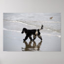 Recherche de de cocker art Espagne