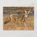 Search for latrans Ie
