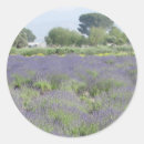 Recherche de gisement de lavande Pré