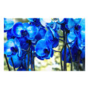 Recherche de orchidées bleues posters Fleur