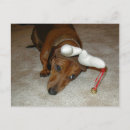 Search for dashounds Daschund