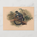 Search for front postcards Wildlife