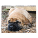 Recherche de sommeil bureau fournitures Chiot