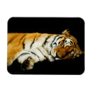 Recherche de dormant magnets Faune