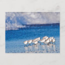 Recherche de pluviers cartes postales Faune