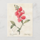 Search for sweet pea flowers postcards Nature
