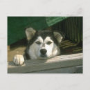 Recherche de chien triste cartes postales Animaux