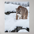 Recherche de chasse de puma Cougar