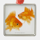 Search for goldfish ornaments Swimming