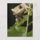 Search for leptopelis Africa