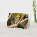 Search for tanager cards Bird