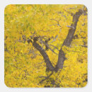 Search for peak stickers Forest