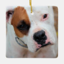 Search for white boxer ornaments Cute
