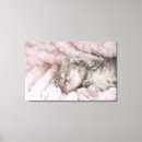 Search for felines canvas prints Tabby