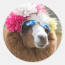 Search for alpaca stickers Animal