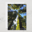 Recherche de arbre séquoia vœux cartes Nature