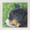 Search for dog breeds puzzles Puppy