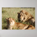 Recherche de lion posters Africa