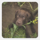 Search for sits stickers Outdoors