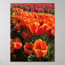 Search for orange tulip posters Tulips