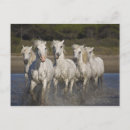 Recherche de cheval de camargue cartes postales Exécution