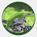 Search for green gecko stickers Pet