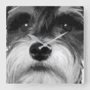 Search for miniature clocks Dog