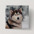 Recherche de husky badges Dog