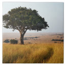 Recherche de acacia carreaux Kenya